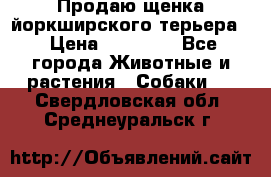 Продаю щенка йоркширского терьера  › Цена ­ 20 000 - Все города Животные и растения » Собаки   . Свердловская обл.,Среднеуральск г.